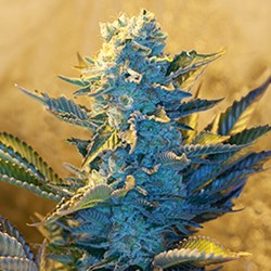 G13 Labs Seeds White Widow